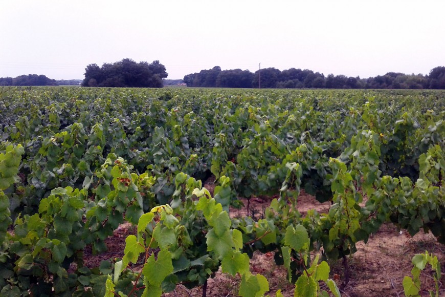 Le Domaine du Pontreau : un terroir en pays nantais